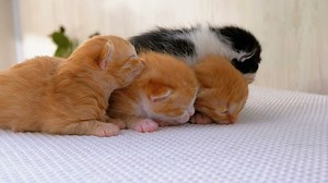 Newborn fluffy kittens - Free Stock Video