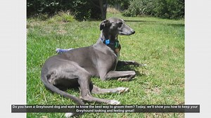 Essential Greyhound Grooming Tips: Keep Your Dog Looking and Feeling Great!