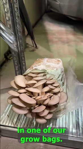 🌺 Vertical Farming For Beginners 🌱