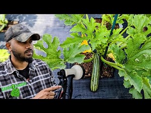 Zucchini & Squash watering tips | In-Ground and containers ! "SUPER IMPORTANT"