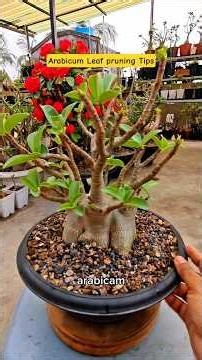 Arabicum Leaf Pruning Hack