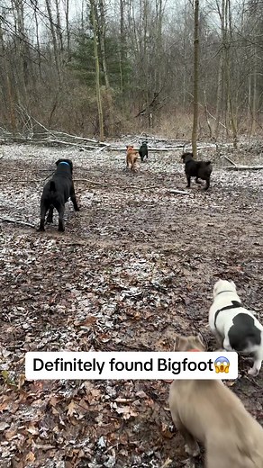Encounter with Bigfoot: Unveiling the African K9 Secrets