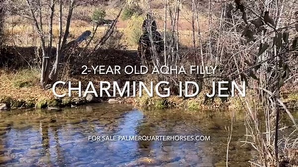 Horse for Sale at the Palmer Quarter Horse Ranch - Palmer Quarter Horses