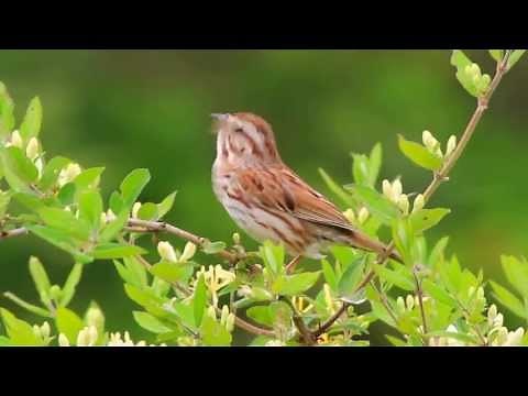Song Sparrow Singing
