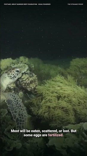 A Reef Makes Its Future in One Night