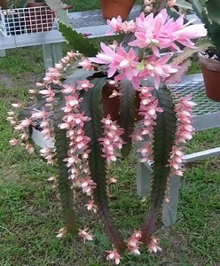 Blooming Beauty cactus flowers 🌵➡ Cactus Garden ⬅🌵 | Cactus Garden