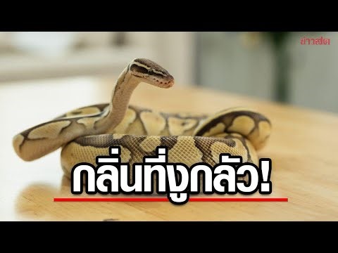 7 Effective Natural Repellents to Keep Geckos Away from Your Home