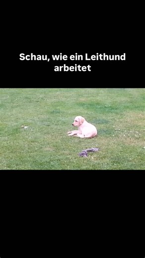 Barbara Heinzelmann Coachin für Menschen mit Hunden on Instagram: "Dieses Video ist 12 Jahre alt. Und es erklärt Hundeerziehung besser als viele moderne Konzepte. 😅 Was du hier siehst, ist Bela, den Leithund und Vilma, eine Wächterin und noch Welpe. Hündische Kommunikation, Führung, Rahmen, Grenze, Zeit und Ruhe. Das hier ist kein Machtspiel, sondern Lernraum. Vilma lernt: Warten, Aushalten und Grenzen akzeptieren. Sich selbst zu regulieren. Was ich immer wieder beobachte: Genau in solch