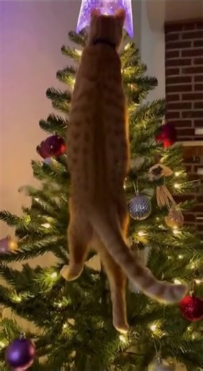 I found the perfect Christmas tree topper! 🐱🎄 #cats
