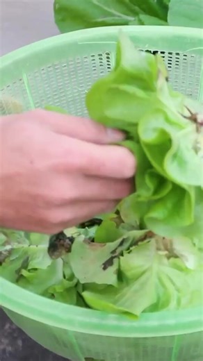 DIY Balcony & Garden on TikTok