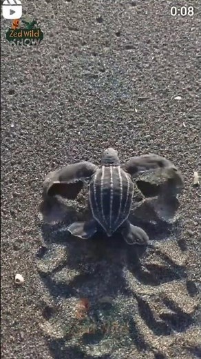 Turtle Facts You Don't Know | Ancient Reptiles of Land & Sea | Wildlife Shorts