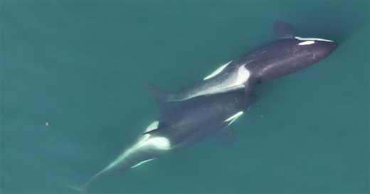 Drone Captures First Footage of Killer Whales Using Tools