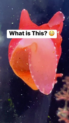 What is This? 😳 | Aquarium Info