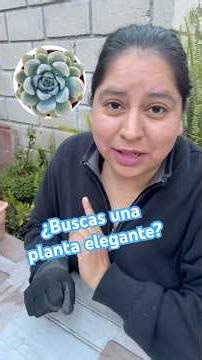 La suculenta más elegante que puedes tener en casa, echeveria elegans #suculentas #plants