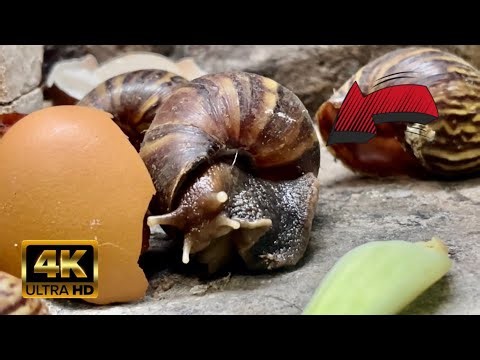 Slow Dining: How Snails Eat