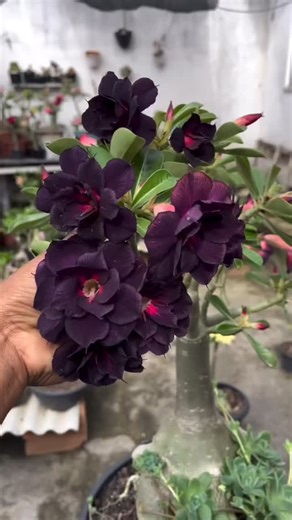 Adenium ❤️ . . . . #adenium #garden #adeniumlover #plant #adeniumfactory #adeniumindonesia #gardening #adeniumflower desertrose #flower | Adenium Factory