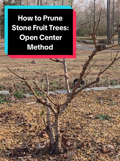 Pruning Stone Fruit trees is different than pruning apple trees. With Stone Fruits, (peach, plum, cherry, apricot) we want to shape them like a wine glass or a bowl. You want a short main trunk with 3 to 5
