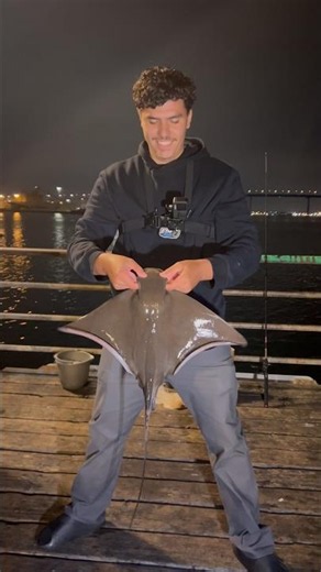 My First Bat Ray 🥹🔥 !! ‪@etmfishing‬ #fishing #fish #anglers #sandiegofishing #pierfishing #fishbait