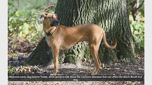 Common Health Issues in Black Mouth Cur Dogs