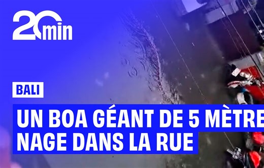 Un boa géant filmé en train de nager dans les rues inondées de Bali - 20 Minutes TV