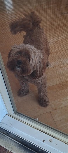 Gizmo on TikTok
