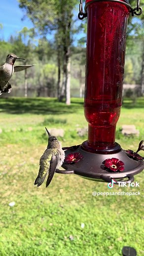 Tiny Baby Hummingbird Learns to Drink from Feeder