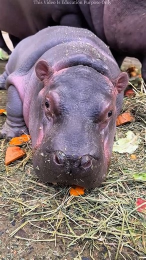 The baby hippo started crying #Shorts