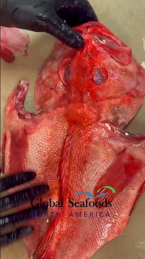 How to Butterfly Cut Fresh Rockfish for BBQ | Grilled Rockfish Recipe & Marinade