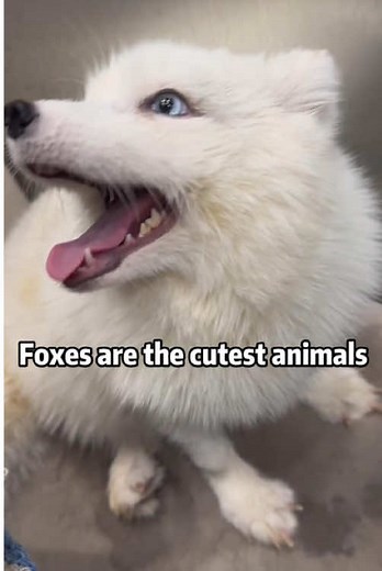 Discover the Cutest Fox Moments on TikTok