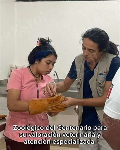 #Yucatán ⚡ Rescatan un tecolote bajeño en calles del Centro de Mérida El ave fue trasladada al Parque Zoológico del Centenario para su valoración veterinaria tras un reporte ciudadano. Aunque es pequeño, esta ave rapaz es un depredador ágil y su canto suele escucharse en distintas zonas de la ciudad. Video: Marco Landaverde | Por Esto Online
