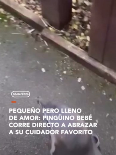 #Internacional l Este pequeño pingüino no dudó ni un segundo en correr hacia su cuidador favorito, demostrando el vínculo tan especial que han creado. Un momento que derrite el corazón de cualquiera. Fuente: @Thebestfigen ▶️ Más información en www.reduno.com.bo #RedUno #RedUnoDigital #Bolivia #Notivision #pinguino