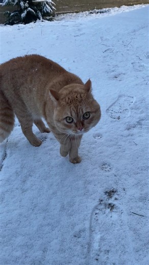 Відео користувача Cat Go London (@cat.go.london) з композицією «оригінальний звук - Cat Go London»