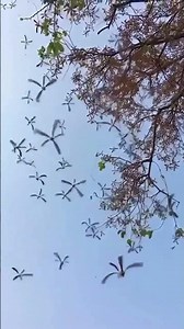 Helicopter seeds twirl from the tree—creating a mesmerizing natural show.