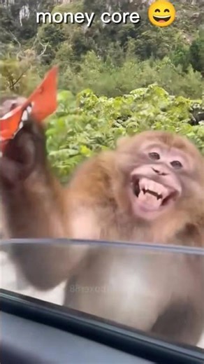 monkey core/ monkey 🐒 funniest movements