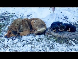 Two hungry puppies shivering in the snow, they don't know why their mom cried