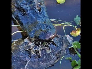 Alligator Rips Head off and Eats Big Soft-shelled Turtle