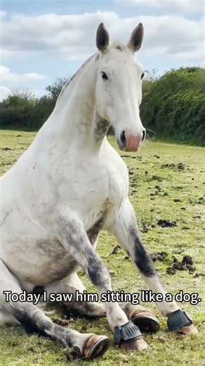 The most majestic FAIL you’ll see today! 🐴💨#shorts #funny #horse #funnyanimals #2026