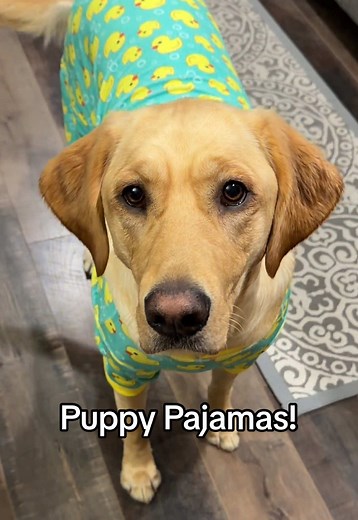Best dog pajamas ever! These dog pajamas are sure to induce tail wags...and look at the cute little ducks on these! 🐤 These ultra-soft dog pajamas from @KYEESEPET hug your pet's sensitive skin gently while showing off the stylish animal prints. The stretchy fabric moves with your puppy's playful energy, but also stay secure and keep them warm when they are curled up in the couch. Piper is about 85 Ibs and we order the 3X for her. Order soon before the cold weather is upon us and reach out if yo