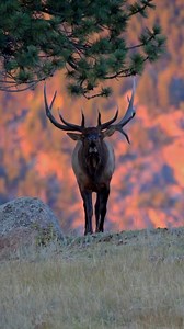 Bugling bull elk coming over a backlit sunset mountain. One of my favorite moments in the backcountry! #elk #bugling #sunset #wildlife #nature #fyp #viral #animals #elkhunting #wildbornoutdoors | Wild Born Outdoors