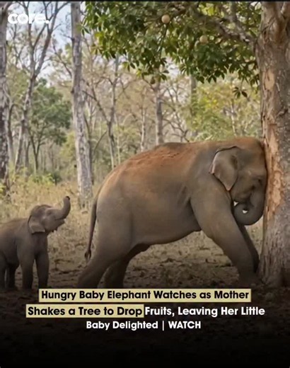 Baby Elephant Eats After Mother Shakes Fruit Tree — Heartwarming Wild Moment