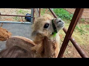 Baby Alpaca’s First Shearing: Learning from Mom
