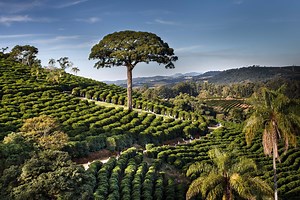 Watch A coffee to discover. on Amazon Live