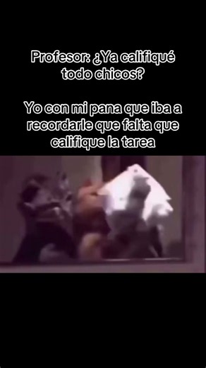 Calladito mi pana, que el profesor no se acuerda de la tarea que dejó 🫩 #cat #gatos #itsok #school #humor