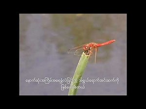 Insect Structure, Function and Metamorphosis (Part 1)