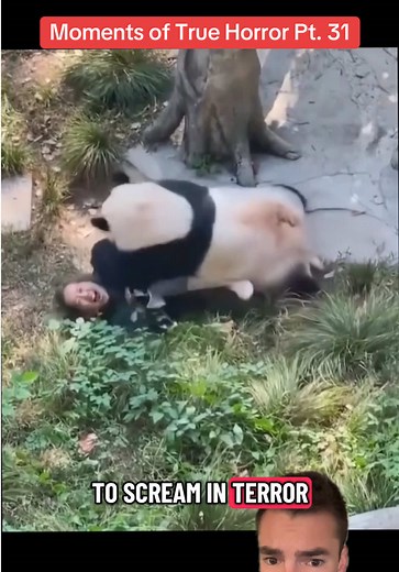 Fastest I’ve ever seen a panda move… #morbidfacts #history #weirdtok #fyp #tiktoklearningcampaign