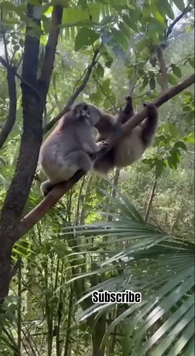 Koala vs Sloth – The Slowest Battle Ever 😂🌿