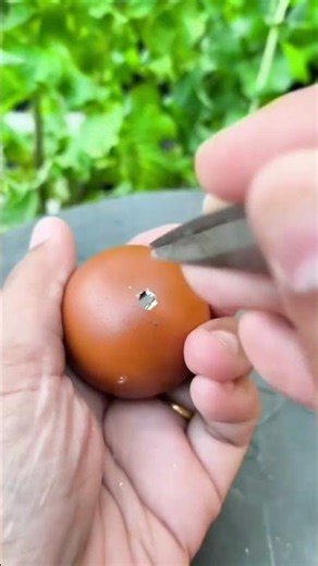 Egg Shell Mein Seeds Lagane Ka Best Tarika 🌱🥚 | Easy Seed Germination Trick