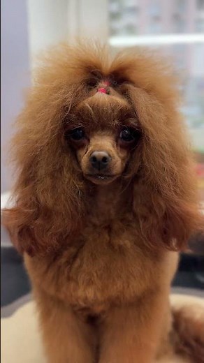 👑 Poodle Lialka’s Royal Grooming Look | Elegant & Fluffy Transformation ✂️🐩
