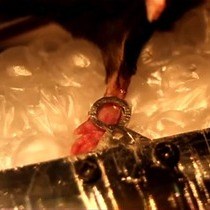 Video: In Vivo Two-Photon Microscopy of Single Nerve Endings in Skin