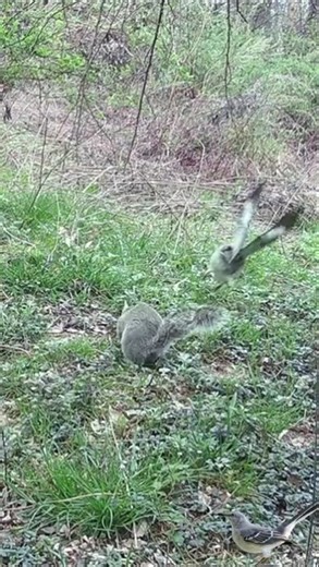 Mockingbird Attacks a Helpless Squirrel!